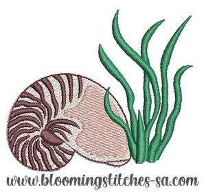 Chambered Nautilus