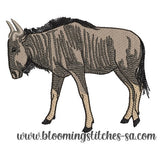 Blue Wildebeest