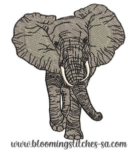 African Elephant