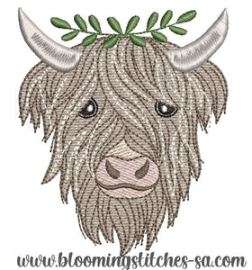 Highland cow 6