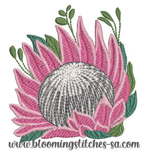 King Protea