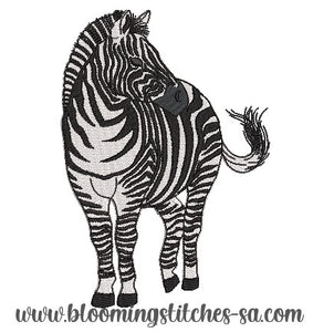 Zebra